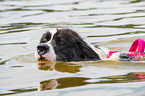 Landseer is trained as a water rescue dog