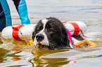 Landseer is trained as a water rescue dog