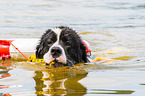 Landseer is trained as a water rescue dog