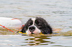 Landseer is trained as a water rescue dog