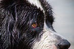 Landseer face