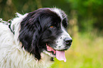 Landseer Portrait