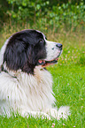 lying Landseer
