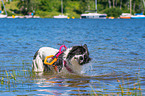Landseer is trained as a water rescue dog