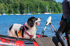 Landseer is trained as a water rescue dog