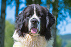 Landseer Portrait