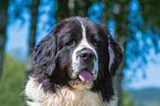 Landseer Portrait
