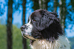 Landseer Portrait
