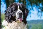 Landseer Portrait