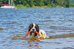 Landseer is trained as a water rescue dog