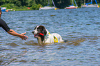 Landseer is trained as a water rescue dog