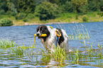 Landseer is trained as a water rescue dog