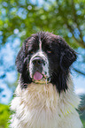 Landseer Portrait