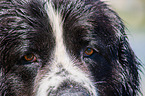 Landseer face