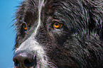 Landseer face