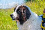 Landseer is trained as a water rescue dog