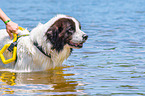 Landseer is trained as a water rescue dog
