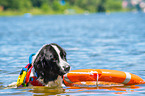 Landseer is trained as a water rescue dog