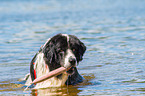 Landseer is trained as a water rescue dog