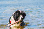 Landseer is trained as a water rescue dog