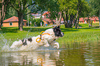 Landseer is trained as a water rescue dog