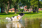 Landseer is trained as a water rescue dog