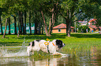 Landseer is trained as a water rescue dog