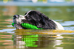 Landseer is trained as a water rescue dog