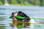 Landseer is trained as a water rescue dog