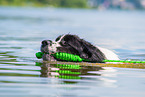 Landseer is trained as a water rescue dog