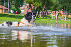 Landseer is trained as a water rescue dog