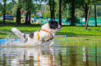 Landseer is trained as a water rescue dog