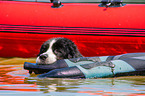 Landseer is trained as a water rescue dog