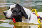 Landseer is trained as a water rescue dog