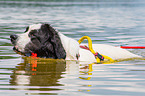 Landseer is trained as a water rescue dog