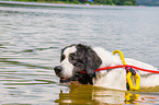 Landseer is trained as a water rescue dog