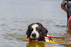 Landseer is trained as a water rescue dog