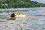 Landseer is trained as a water rescue dog