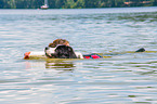 Landseer is trained as a water rescue dog