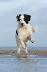 running Landseer