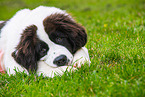 young Landseer