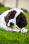 young Landseer