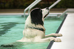 Landseer at swimming bath