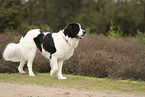 Landseer