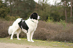 Landseer