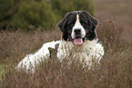 Landseer