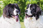 2 Landseer