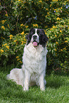 adult Landseer