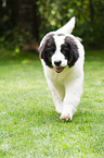 Landseer Puppy