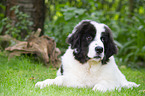 Landseer Puppy